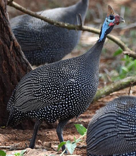 Banty Rooster Photograph by Leland Fishman - Fine Art America