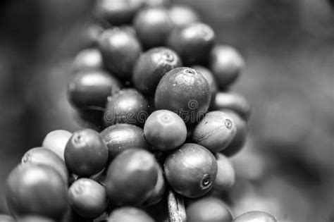 Arts of Shape Coffee Beans in Black and White Colors Stock Photo - Image of abstract, cultivate ...