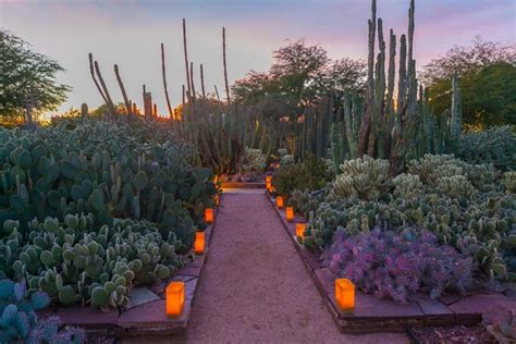 Desert Botanical Garden: Scottsdale Attractions Review - 10Best Experts ...