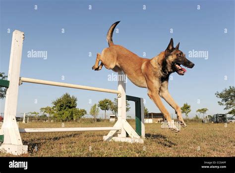 purebred belgian sheepdog malinois in a training of agility Stock Photo - Alamy