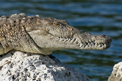 Ramree Island - The home of horrific crocodiles ~ Amazing World Reality | Most Beautiful Places ...