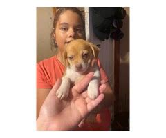 3 girl Jack Chi puppies for sale in Union - Puppies for Sale Near Me