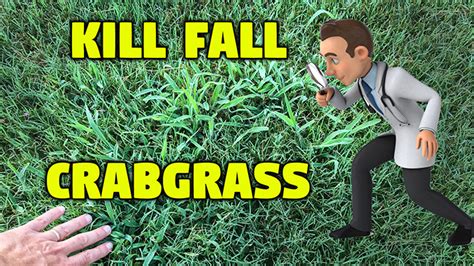 Crabgrass in Bermuda Lawn Lawn Care