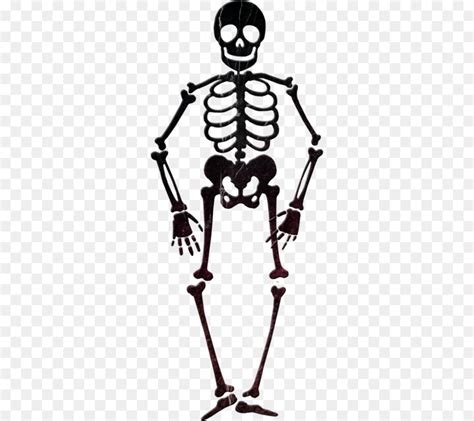 Download High Quality skeleton clipart silhouette Transparent PNG ...