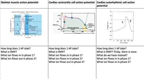 Solved Skeletal muscle action potential Cardiac contractile | Chegg.com