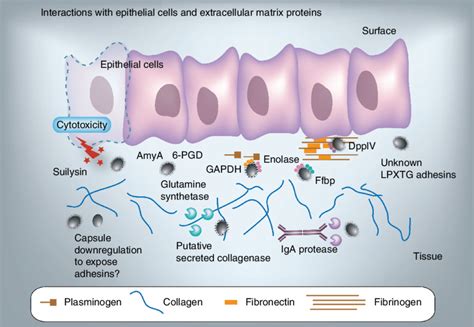 Interactions of Streptococcus suis with epithelial cells and... | Download Scientific Diagram