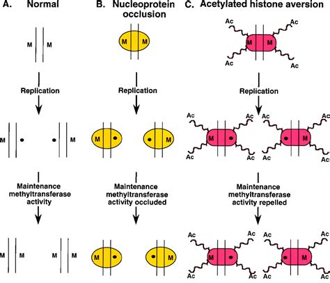 DNA demethylation | PNAS