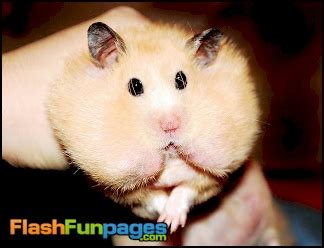 Cute Fat Hamsters | Ecards for Facebook