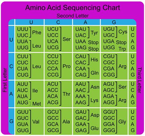 Amino acid sequence chart - rilocolor