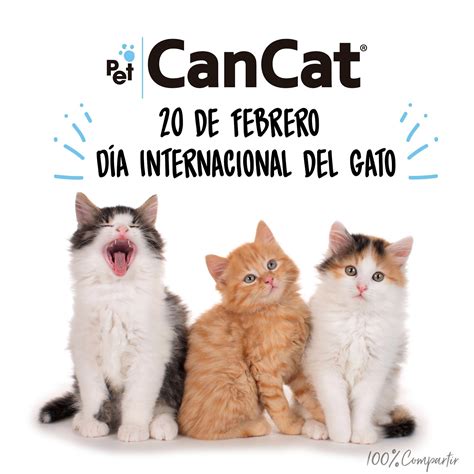 PET CANCAT: 20 de Febrero Día Internacional del Gato 2018, ¿Por qué se ...