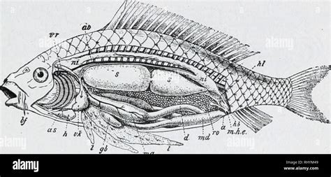 Fish anatomy gills hi-res stock photography and images - Alamy