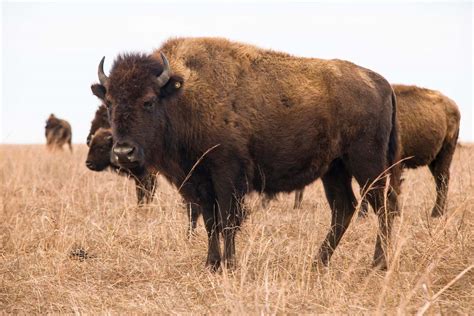 Breeds of Buffalo | Oklahoma State University