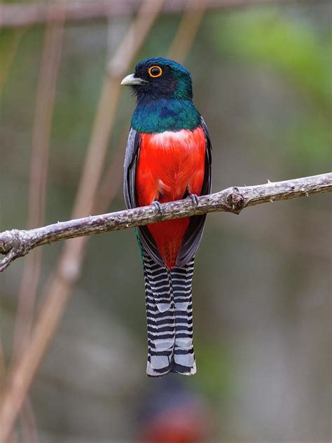 Brazil A Blue-crowned Trogon Photograph by Ralph H. Bendjebar - Fine ...