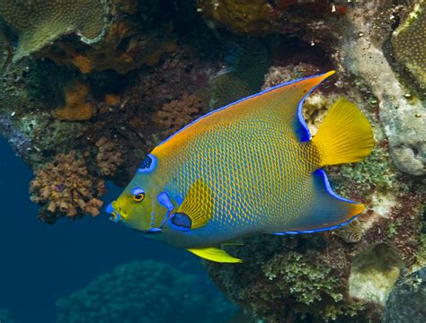 Bahamas Princess Parrotfish | Bahamas Snorkeling Tours