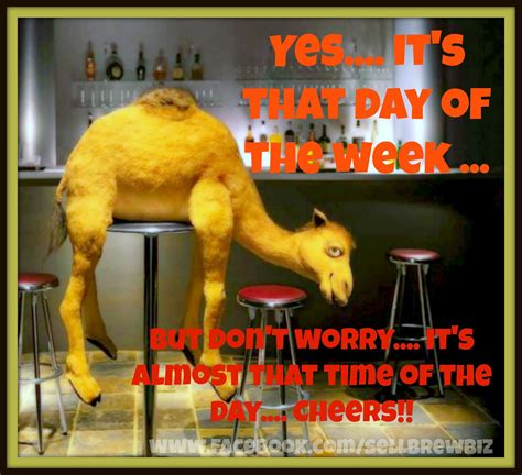 Funny Hump Day Images - Funny Camel What Day Is It Hump Day Funny ...