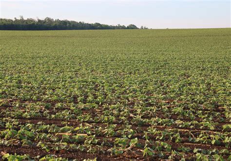 Dicamba takes legal hit in U.S. | Farmtario