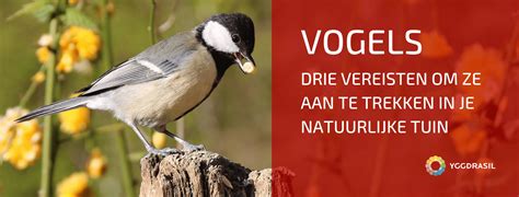 Vogels In De Tuin!