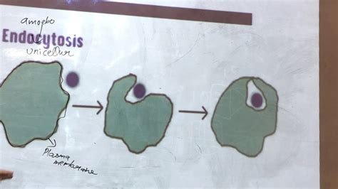 Plasmolysis, endocytosis. - YouTube