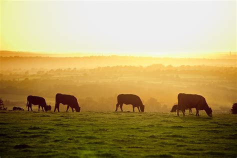 Why organic is better for animals | Soil Association