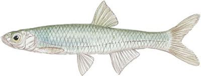 Fish Identification: Emerald Shiner (Notropis atherinoides)