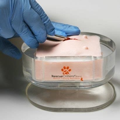 Ovariohysterectomy simulator - SPAY - Rescue Critters - female / canine / pad