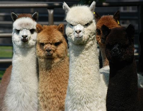 Hundreds of Alpacas to compete at the Centre County Grange fairgrounds ...