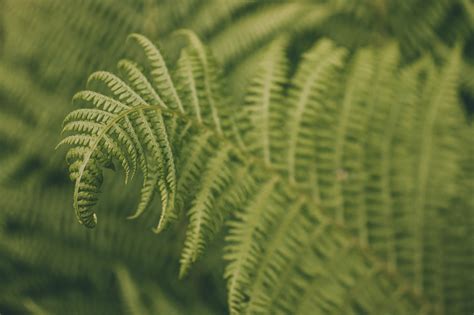 Plant / Macro Photography I on Behance