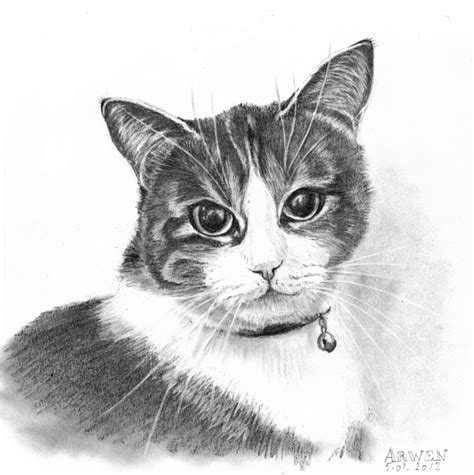 Desin De Chat - Comment dessiner un chat realiste - YouTube