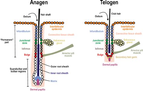 Deciphering the functions of the hair follicle infundibulum in skin physiology and disease ...