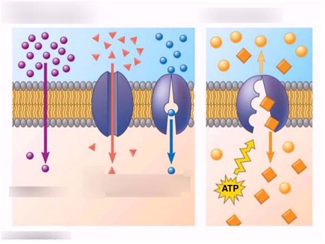 Passive Transport and Active Transport Diagram | Quizlet