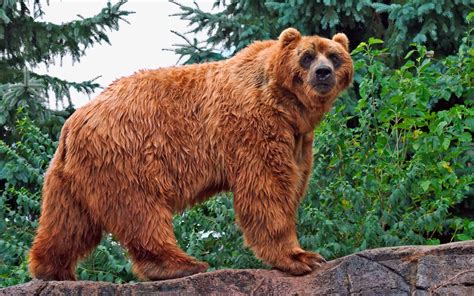 AVEEK- Blogs: Kodiak Bear