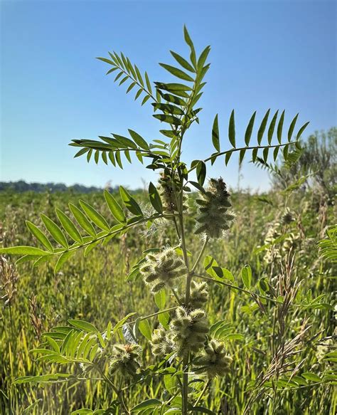 Wild Licorice Shrub - Naturalist Perspective