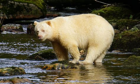 The Great Bear Rainforest | National Observer