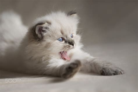 Ragdoll Kitten by Cathryn Hardwick | Ragdoll kitten, Beautiful cats, Cute cat breeds