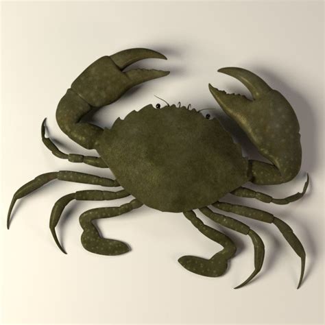 3d crab scylla serrata