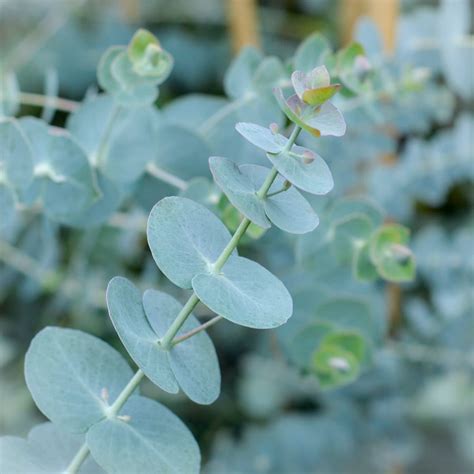 Eucalyptus pulverulenta Baby Blue – Pioneer Nursery