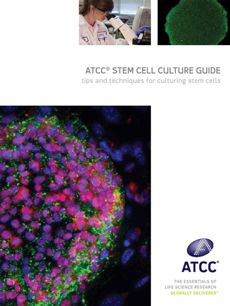 Stem cell culture | PDF | Embryonic Stem Cell | Cell Culture