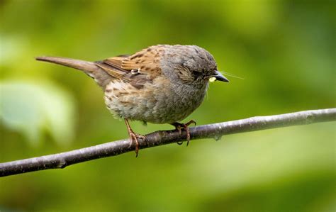 Bird Passerine Dunnock - Free photo on Pixabay - Pixabay