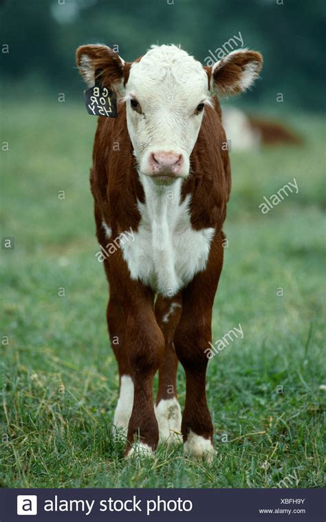 Polled Hereford Cattle High Resolution Stock Photography and Images - Alamy