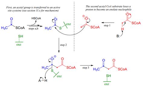 Nammi Manga hetjulegur claisen condensation mechanism Þéttur Dimma Buxur