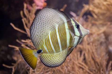 Sailfin Tang (Zebrasoma veliferum): Ultimate Care Guide - Fish Laboratory