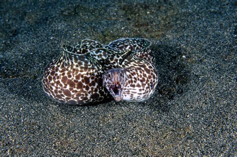 Spotted Moray Eel Photograph by Andrew J. Martinez - Fine Art America