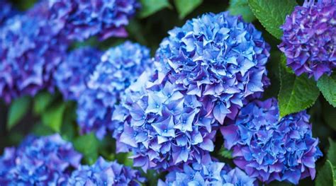 11 Reasons You'll Love 'Early Blue' Hydrangeas