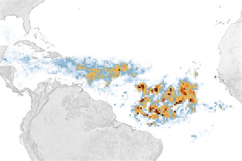 Massive Sargassum Bloom Washing Up on Florida Beaches | ACME Environmental