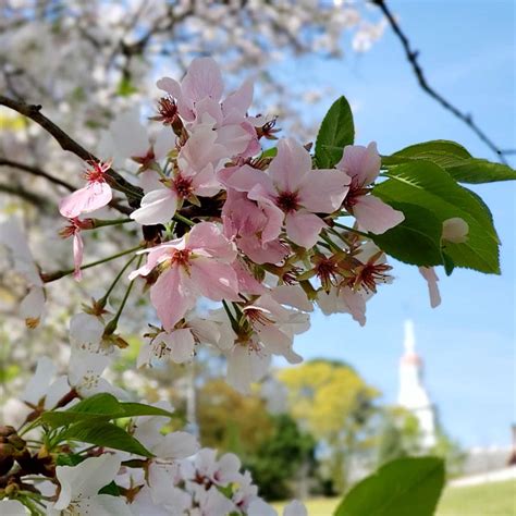 15 Best Cherry Blossom Festivals in the United States