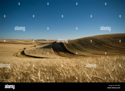 Wheat Harvest in Palouse, Washington, USA Stock Photo - Alamy