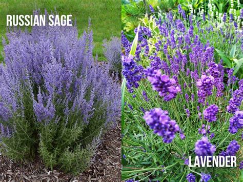 Russian Sage vs Lavender: 6 Key Differences – World of Garden Plants