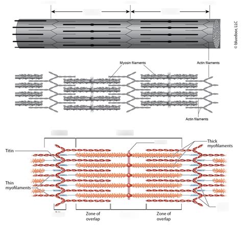 Arrangement of myofilaments Diagram | Quizlet