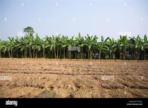 Banana and rice farming at tarai region of nepal Stock Photo - Alamy