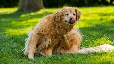 Pruritus (Itchiness) In Dogs: Symptoms, Causes, & Treatments - DogTime